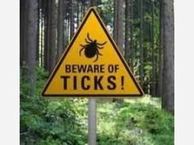 Small but Deadly: The Tiny Terrors Lurking in Your Backyard