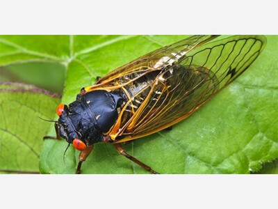 CICADAS: What to know and expect in 2025