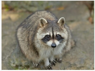 Potentially Rabid Raccoon Attacks Student, Resident Near Princeton U, Sarah Salvadore, Patch Staff