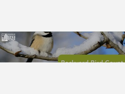 Backyard Bird Count: Guided Bird Walk 